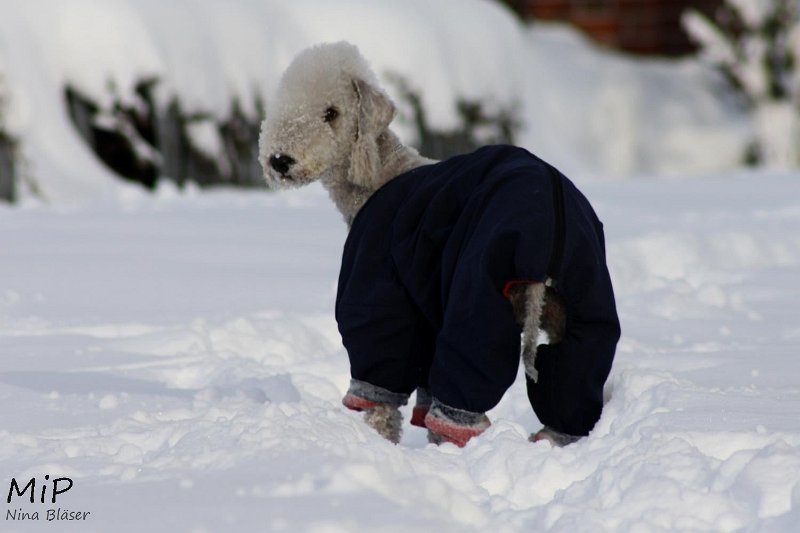 2010-12-25 Airis Blue Volshebny Svet (1).jpg